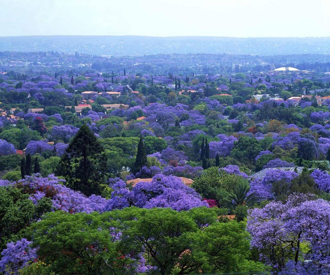Hoa phượng tím nở rộ khắp Thành phố Capetown
