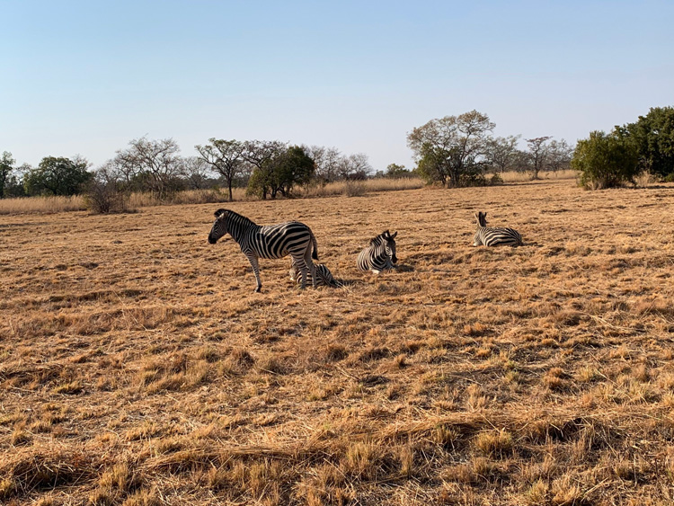 Đến Nam Phi, du khách như lạc vào thế giới hoang dã.