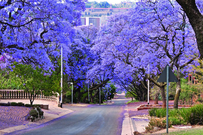 Đường phố Nam Phi ngập tràn trong sắc tím lãng mạn
