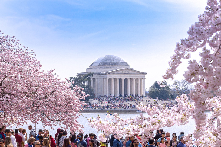 Hoa anh đào tại Washington DC