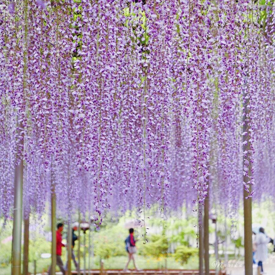  Công viên hoa Ashikaga (Tochigi)