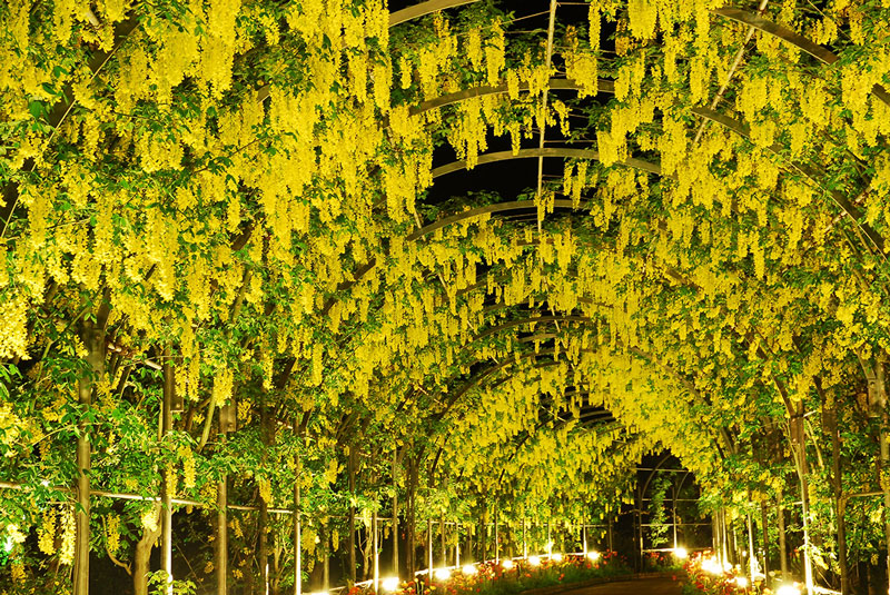 Những chùm dây hoa tử đằng màu vàng tại hoa viên Ashikaga