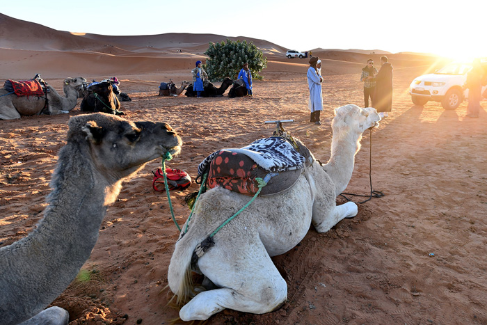 Biểu tượng của Sahara là cát và lạc đà