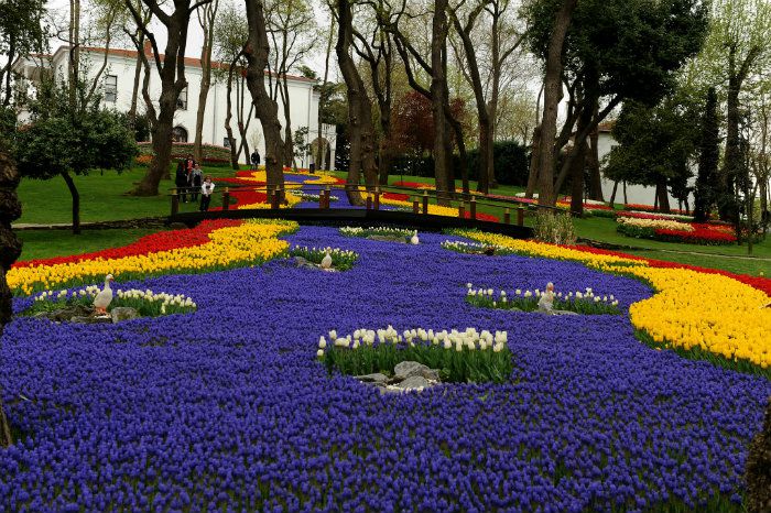 Hoa Tulip - "Quốc hoa" của Thổ Nhĩ Kỳ
